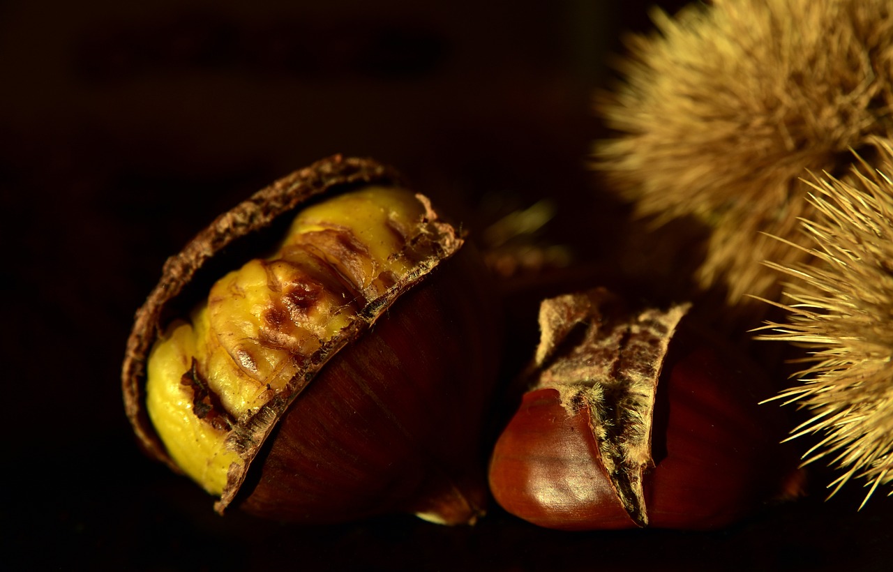 chestnut-3766690_1280